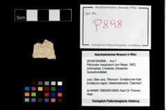 Foto (Objekt + Etikett) von Pithonoton marginatum (von Meyer, 1842)  (NHMW-GEO-2014-0194-0898)